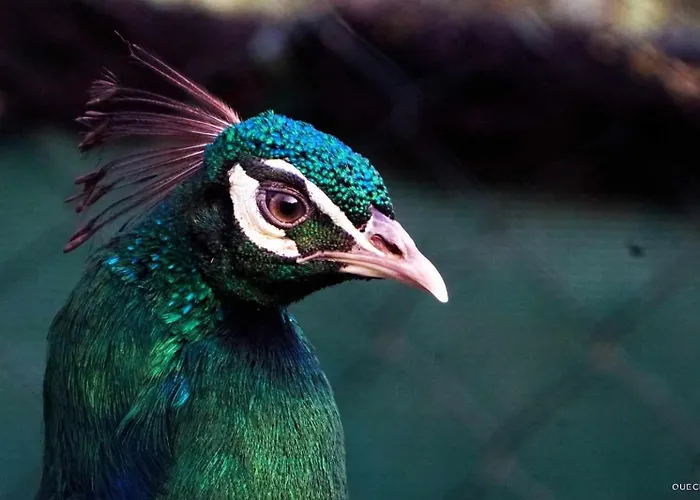 Hostel Currais O Pequeno Paraiso Entre O Mar E A Serra *