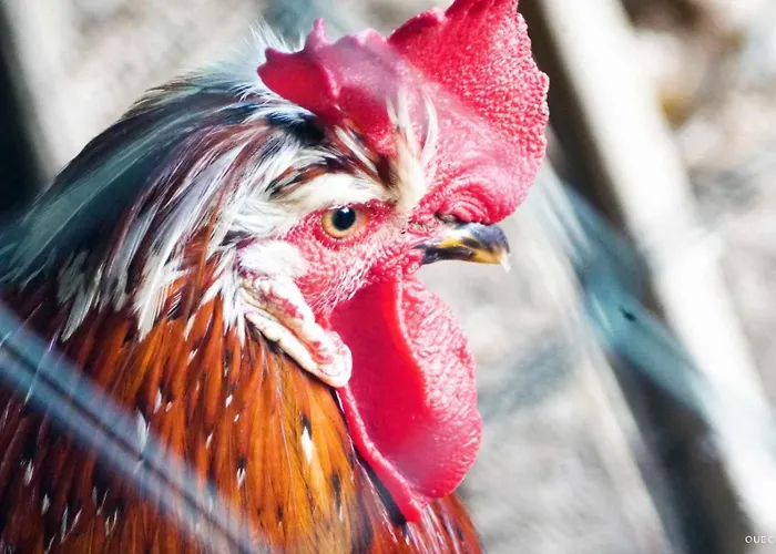 Currais O Pequeno Paraiso Entre O Mar E A Serra Aveiro